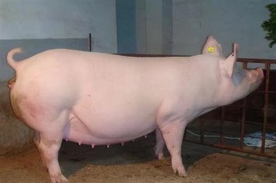 怀孕母猪发烧要用哪种药，可用柴胡和头孢噻呋钠