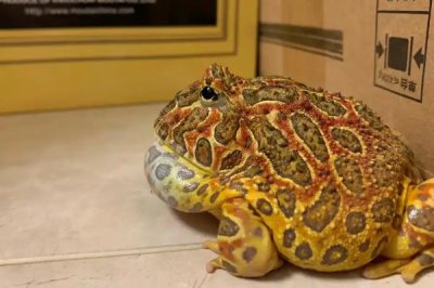 角蛙怎么饲养,每隔2天换一次水