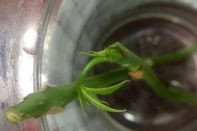发财树烂根的补救方法,需要及时修剪根部