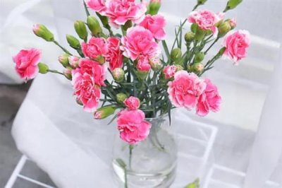 11朵康乃馨的花语，寓意是一心一意
