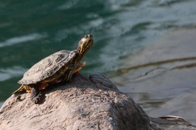东部锦龟好不好养,饲养难度中等