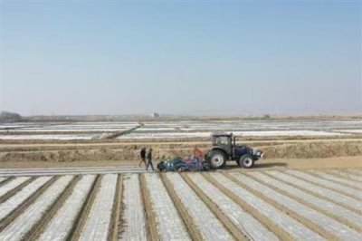 孜然怎么种，通常在三月底到四月初播种