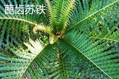 铁树的种类,常见的有巴西铁树、海南苏铁等