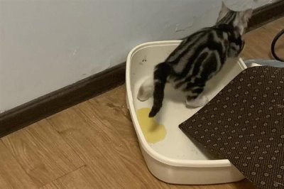 猫咪为什么会患上糖尿病,主要是肥胖、内分泌失调、遗传因素所致