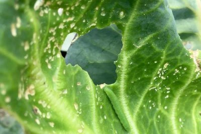 菜心有哪些病虫害防治措施,要选择抗病力强的品种