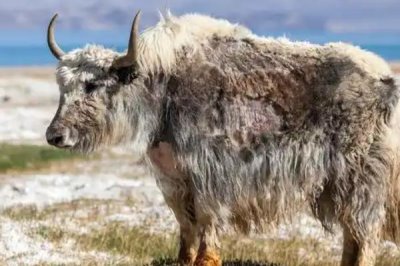 一头牦牛能卖多少钱,可以卖大约1-2万元