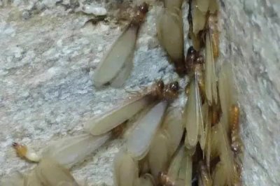 怎么消灭有翅膀的白蚁,可用高压黑光灯进行诱杀