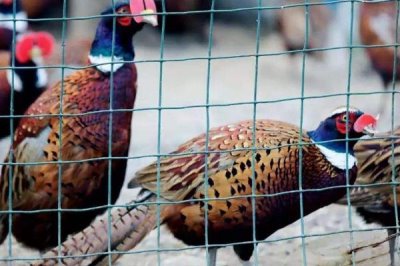 野鸡可以放在笼子里养吗,可以且有助于育肥