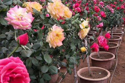 钻石玫瑰的花语是什么,花语是爱情的永恒与珍贵