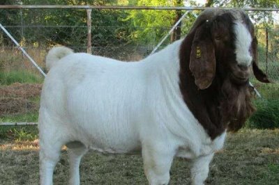 什么羊繁殖能力强，根据实际情况来选择合适的羊品种