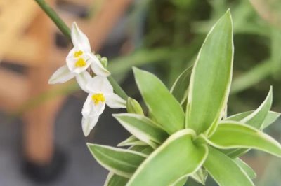 吊兰的品种，常见品种有青叶吊兰、金边吊兰、金心吊兰等