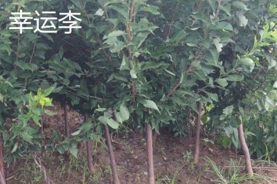 黑霸王李子苗的价格,一棵需要3-6元左右