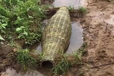 捉泥鳅的方法有哪些，分享常见的五种方法