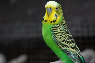 虎皮鹦鹉适合群养还是成对养,成对养一般会更加合适