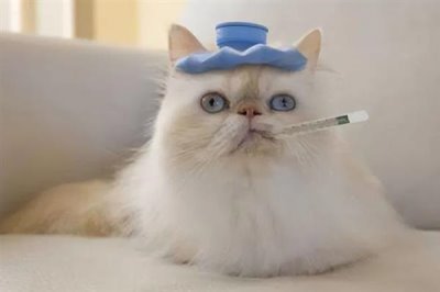 猫感冒打喷嚏能不能喂人用药，容易产生副作用甚至会中毒致死