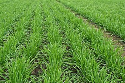 怎么种韭菜种子,种子处理前需晒种