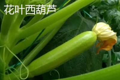 西葫芦有哪些品种,常见的有花叶西葫芦、无种皮西葫芦等