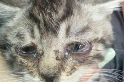 猫咪眼睛发炎的症状,会出现流眼泪的情况