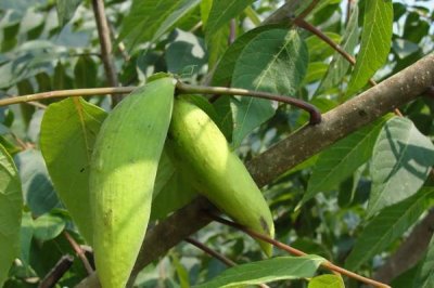 五味子为何不结果,一般是由于授粉不足导致