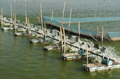 怎么养殖斑节对虾,天晴日暖时可在傍晚放苗