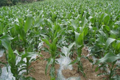 航研9377（试验代号：金穗108）玉米品种简介，密度为4500株/亩左右