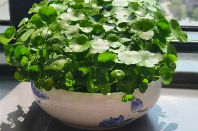 哪些花卉不怕晒,包括向日葵、茉莉花、碗莲等品种