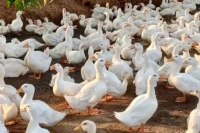 冬天怎么养殖肉鸭,重点要做好保温措施