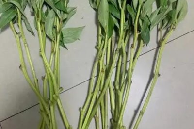 芍药种植第一年能不能开花，通常要在第二年才能开出花朵