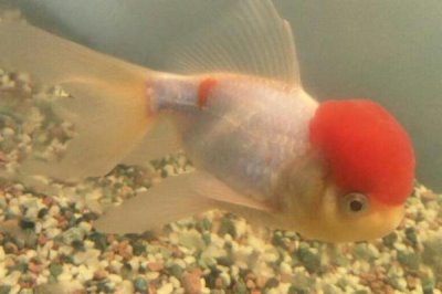 鹤顶红金鱼饲养方法，喂食不宜过多