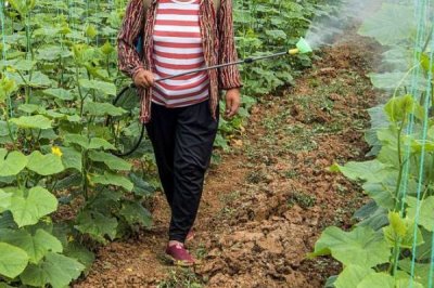 黄瓜的叶片上为什么出现白斑,可能是冷风直吹、温度不当、农药过量等因素导致