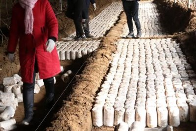 猪肚菇是什么菌类，是一种较常见的野生食用菌