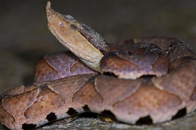 五步蛇毒性有多大,毒性大于眼镜蛇