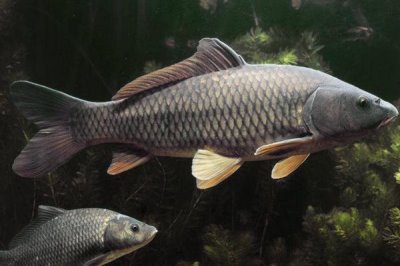 气温下降鲤鱼吃什么味型的饵料,甜饵及腥饵均可使用