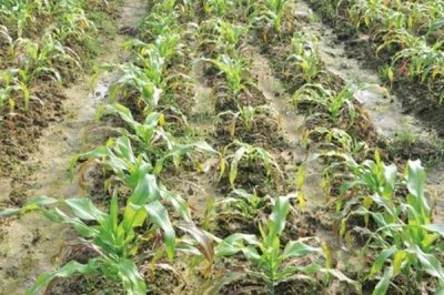水淹玉米苗如何补救,及时将死亡或者染病严重的株苗拔除
