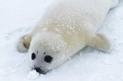 小海豹有毛吗，小海豹有毛且颜色比较深
