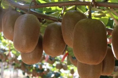 猕猴桃种几年可以结果，管理得当3-4年即可