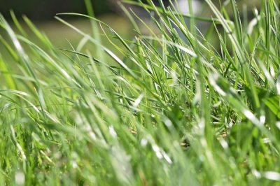 秋天钓草鱼的技巧,垂钓前可用玉米等饵料打窝