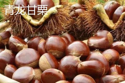 河北秦皇岛有哪些特产,昌黎葡萄畅销全国各地