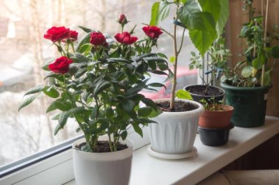 玫瑰的花期持续时间，开花时长为15-30天左右