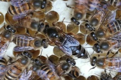 怎样人工育王,选择白天温度稳定在20℃以上时间进行