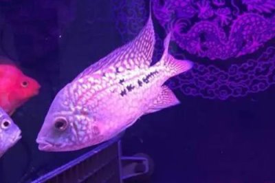 蓝色德萨斯罗汉鱼好不好养,容易饲养但不能和其它品种混养