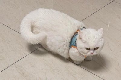 猫打喷嚏怎么办，根据病因对症治疗