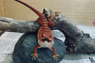 鬃狮蜥的寿命,寿命为7-10年