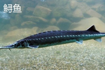 鳇鱼与鲟鱼的区别,达氏鳇为鲟鱼中的一种