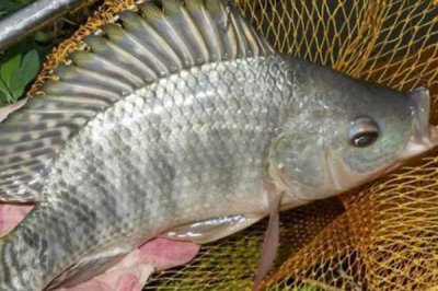 0.8号千又钩可以钓多大鱼,适合钓1斤至2斤的鱼