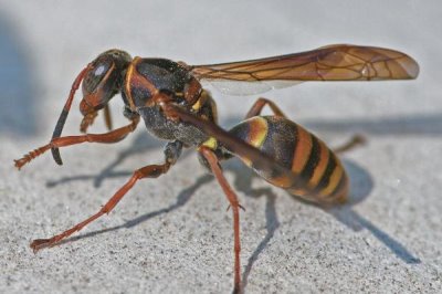 马蜂是什么蜂,学名胡蜂