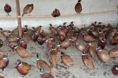 人工山鸡养殖的优势,投资少技术简单