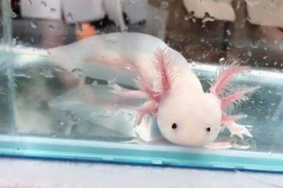 六角恐龙鱼逐渐死亡的原因，一般是生病、缺氧、水温过高造成