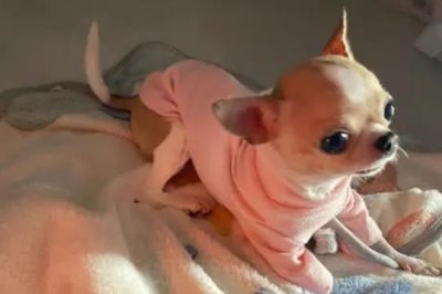 最好养的10种小型犬,包括泰迪犬、西施犬、柯基犬等品种