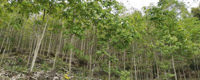 厚朴怎么种植，需在育苗地生长一年才能移栽